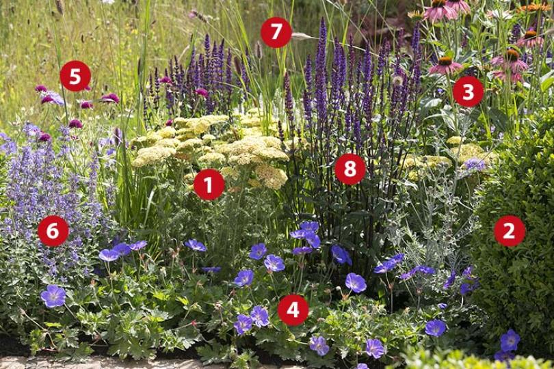 Zomerborder in geel en violet, een beplantingsplan