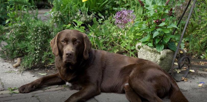 G&B OpentuinTV: Tuin van Mercedes Docter in Heiloo