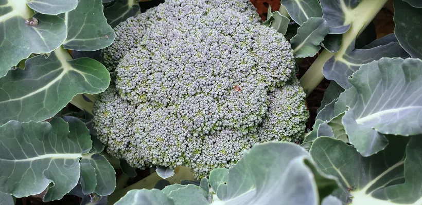 Hoe kweek ik broccoli?