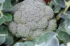 Hoe kweek ik broccoli?