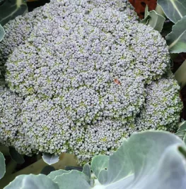 Hoe kweek ik broccoli?