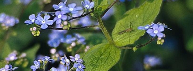 Planten voor een levende tuin