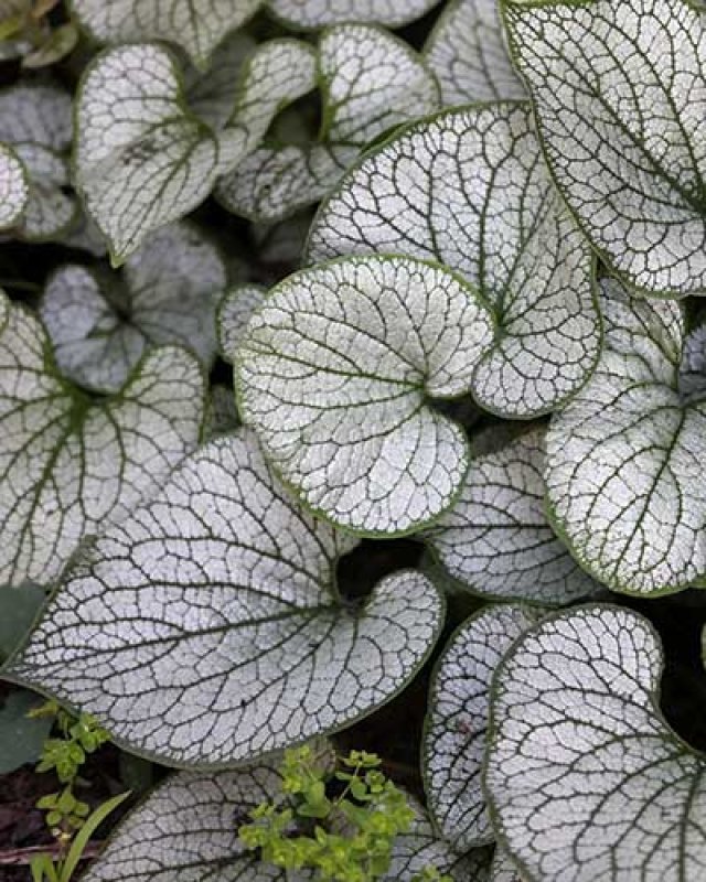 De 8 beste bladplanten voor een sfeervolle (schaduw)tuin