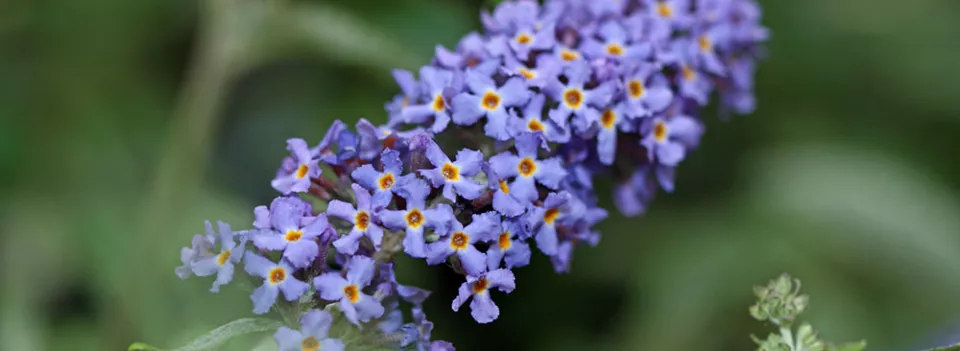 Afbeelding Laagblijvende vlinderstruiken