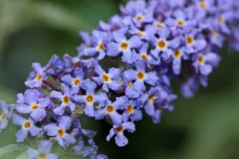 Laagblijvende vlinderstruiken