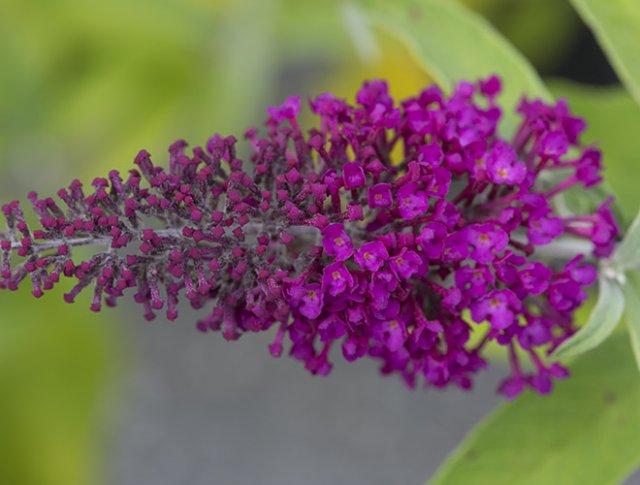 10 rijkbloeiende struiken die je tuin structuur geven