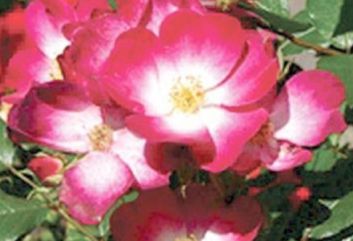 Lijst Excellence Rozen