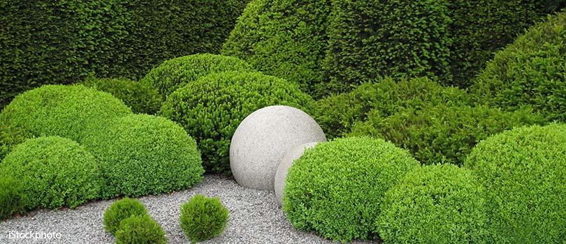 Hoe snoei ik ... 10 toppers!