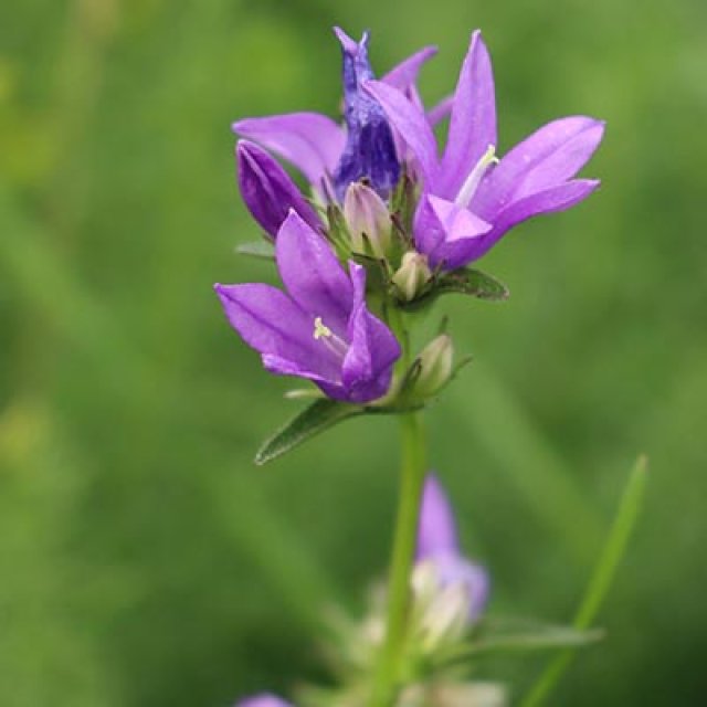 De beste insectenlokkers
