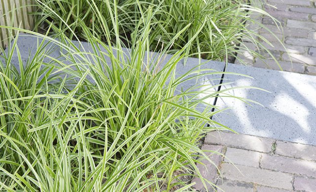 De 10 beste bodembedekkers