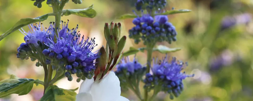 Afbeelding Combineren met Caryopteris