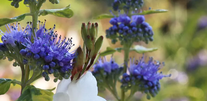 Combineren met Caryopteris