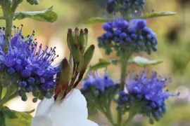 Combineren met Caryopteris
