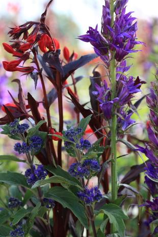 Combineren met caryopteris: 4 borderideeën met blauw