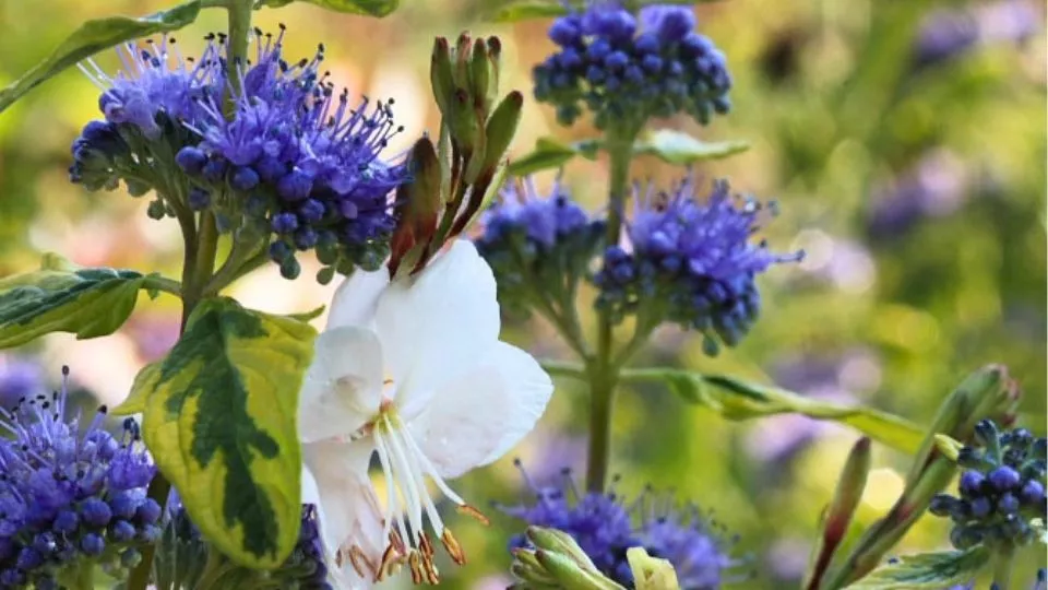 Afbeelding Combineren met caryopteris: 4 borderideeën met blauw