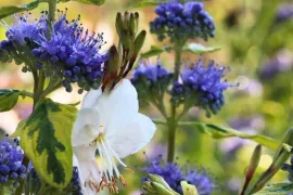 Combineren met caryopteris: 4 borderideeën met blauw