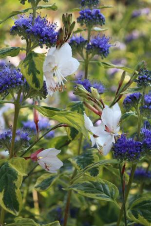 Combineren met caryopteris: 4 borderideeën met blauw