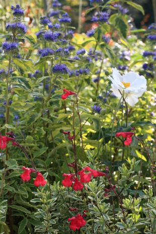 Combineren met caryopteris: 4 borderideeën met blauw