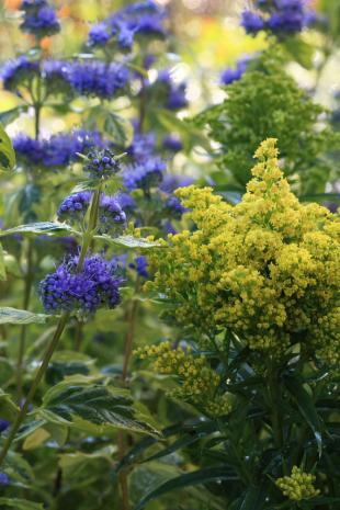 Combineren met caryopteris: 4 borderideeën met blauw