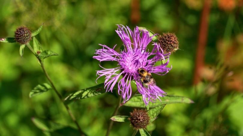 Inheemse korenbloemen in de tuin: de bijen volgen vanzelf