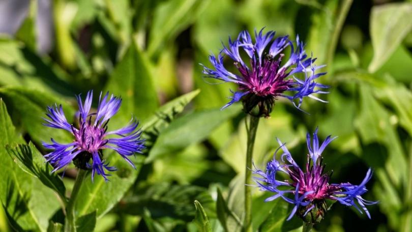 Inheemse korenbloemen in de tuin: de bijen volgen vanzelf