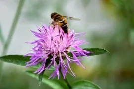 Inheemse korenbloemen in de tuin: de bijen volgen vanzelf