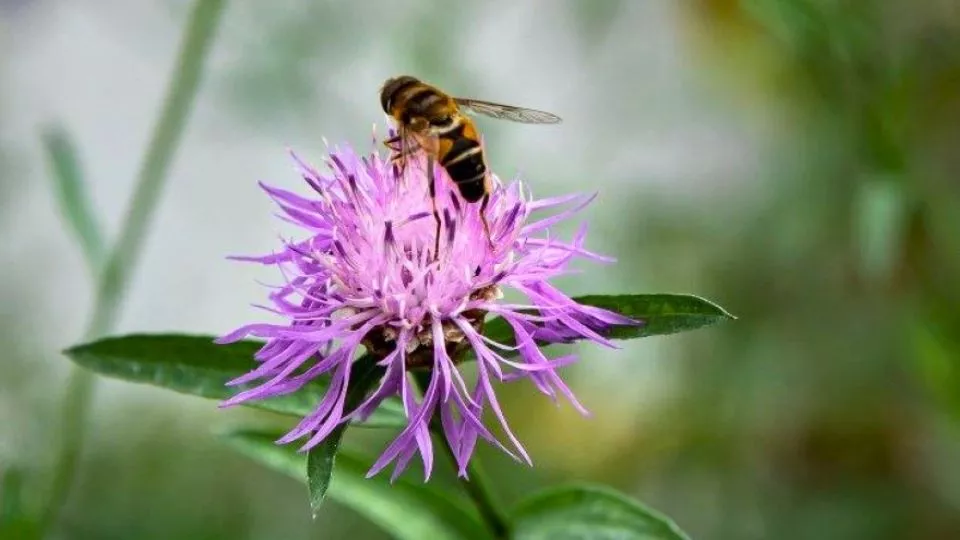 Afbeelding Inheemse korenbloemen in de tuin: de bijen volgen vanzelf