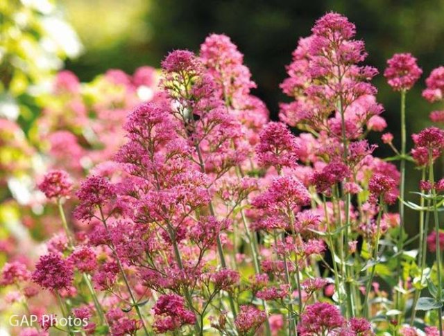 Zaaien voor een natuurlijke tuin