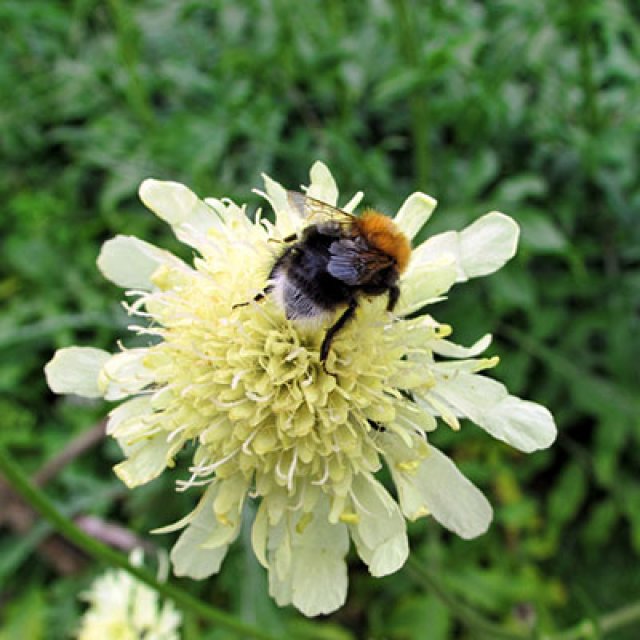 Zelf zaaien: Knautia, Cephalaria, Succisa, Scabiosa en Succisella