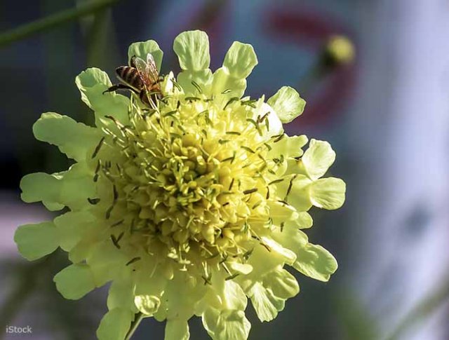 Zelf vaste planten zaaien heemst, Pulsatilla en meer