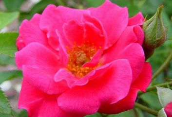 Lijst Excellence Rozen