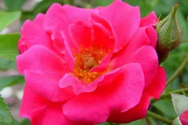 Lijst Excellence Rozen