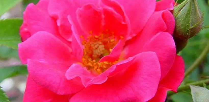 Lijst Excellence Rozen