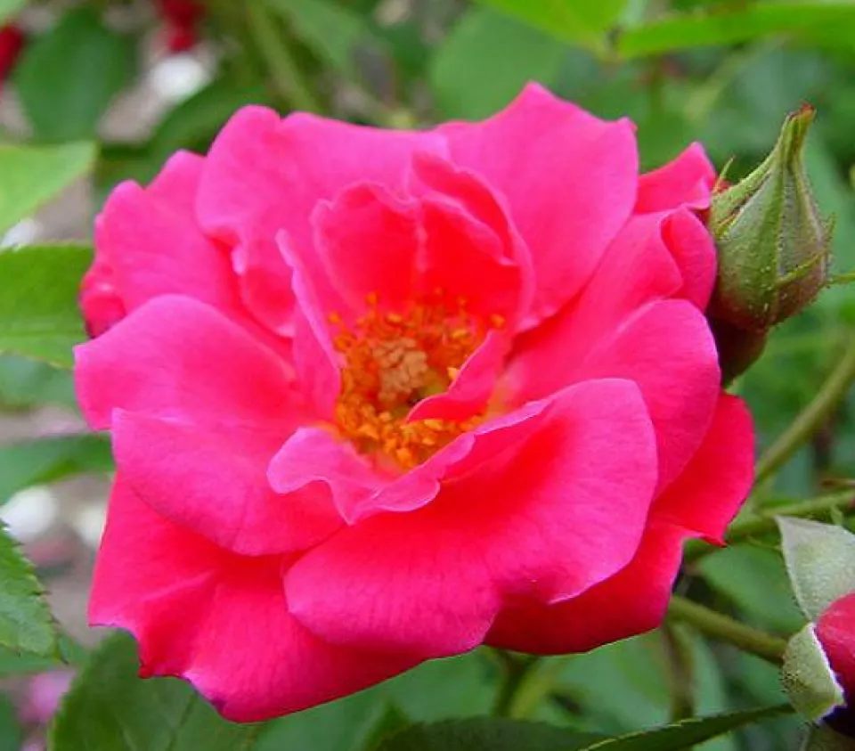Afbeelding Lijst Excellence Rozen