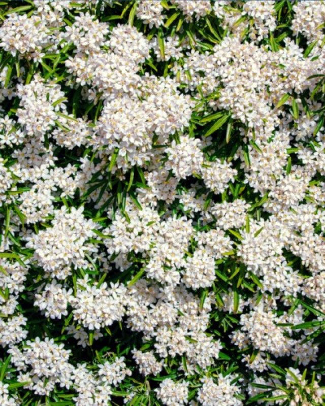 De beste solitaire struiken