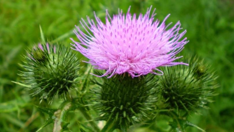 Meer bijen en vlinders in je tuin? Zaai distels