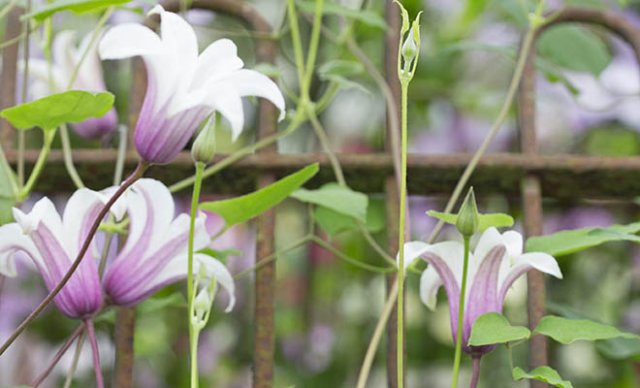Het hele jaar clematis