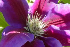 Clematis door dode boom leiden (video)