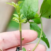Clematis stekken