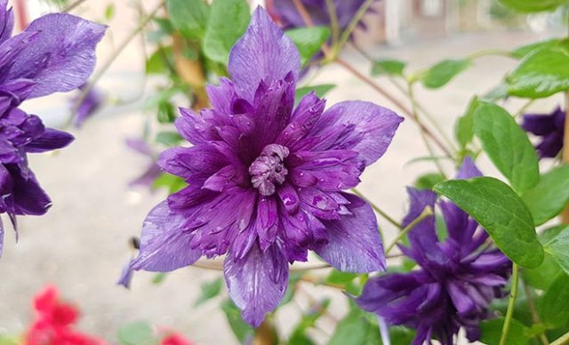 Het hele jaar clematis