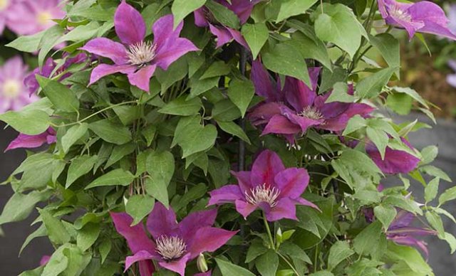 Het hele jaar clematis