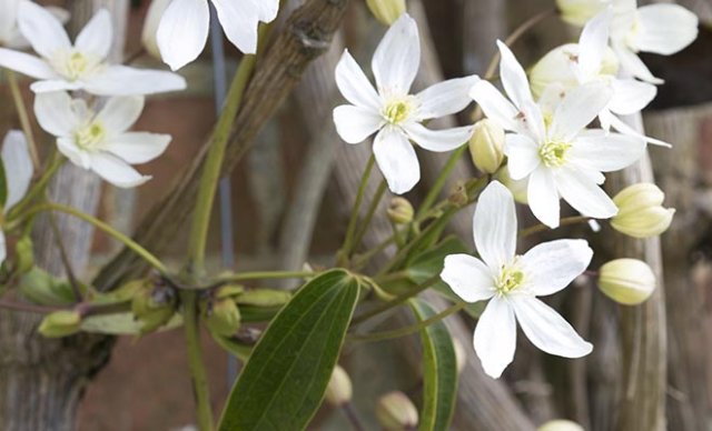 Het hele jaar clematis