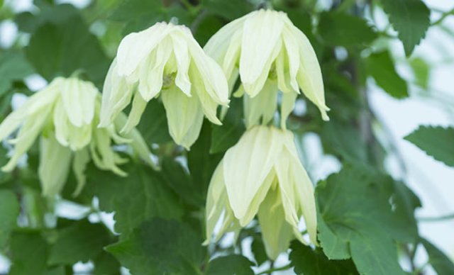 Het hele jaar clematis