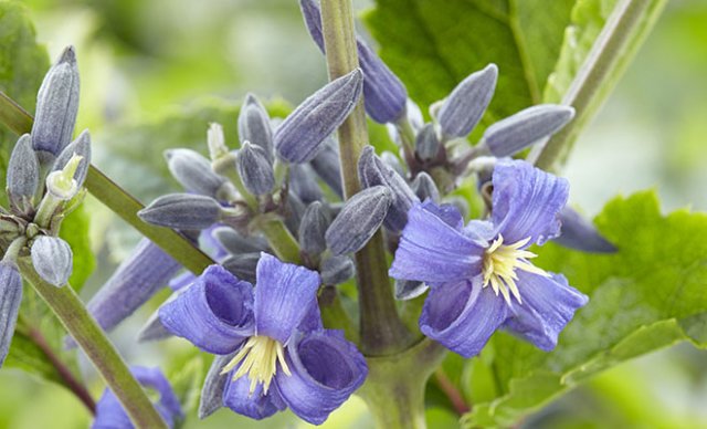 Het hele jaar clematis
