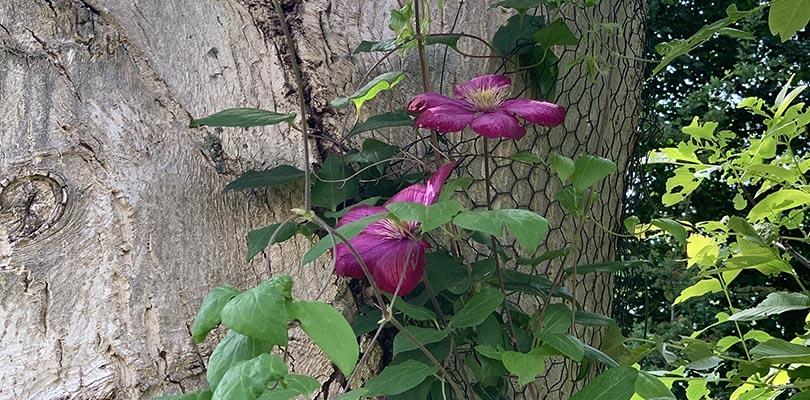 G&B OpentuinTV: Tuin van Nynke Atsma