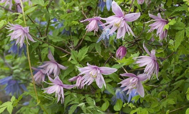 Het hele jaar clematis