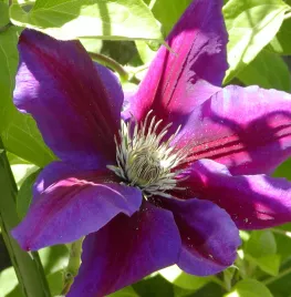 Clematis snoeien