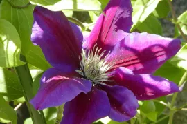 Clematis snoeien