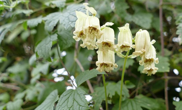 Het hele jaar clematis
