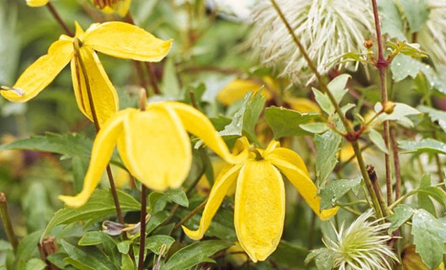 Het hele jaar clematis